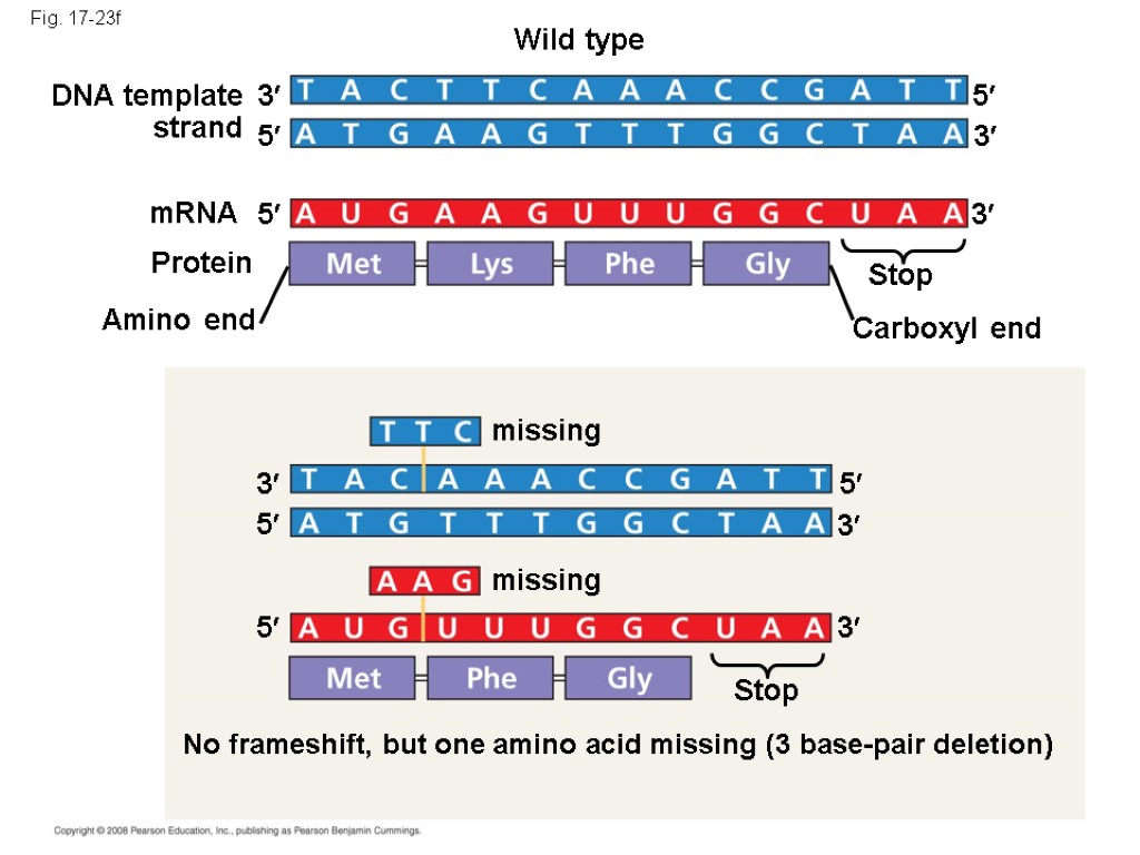 Fig. 17-23f Wild type DNA template strand 3 5 mRNA Protein 5 Amino end